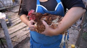 у курицы выпал яйцеток (не для слабонервных) как этого избежать+ причины