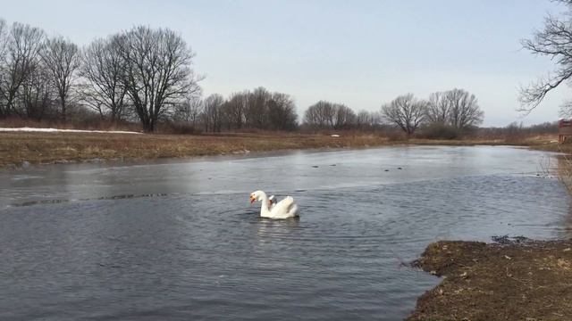 Холмогоры (Гуси-лебеди) смотреть онлайн