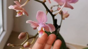 Phal. Odorion Парфюмерная фабрика (орхидея бабочка фаленопсис Одорион)