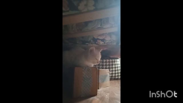 котенок девочка  турецкая ангора 