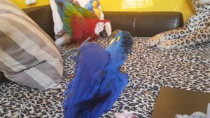 Бои без правил!) А лежачего не бьют!)))