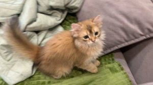 Британская длинношерстная шиншилла