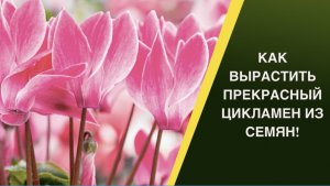 ВЫРАСТИТЬ ЦИКЛАМЕН ИЗ СЕМЯН РЕАЛЬНО! РАБОЧИЕ РЕКОМЕНДАЦИИ!
