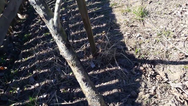 Персик после зимы смотреть онлайн