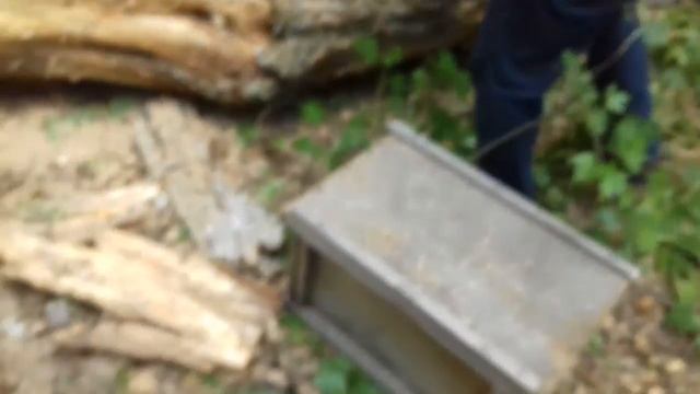 Достаем пчёл из дерева часть 1 смотреть онлайн