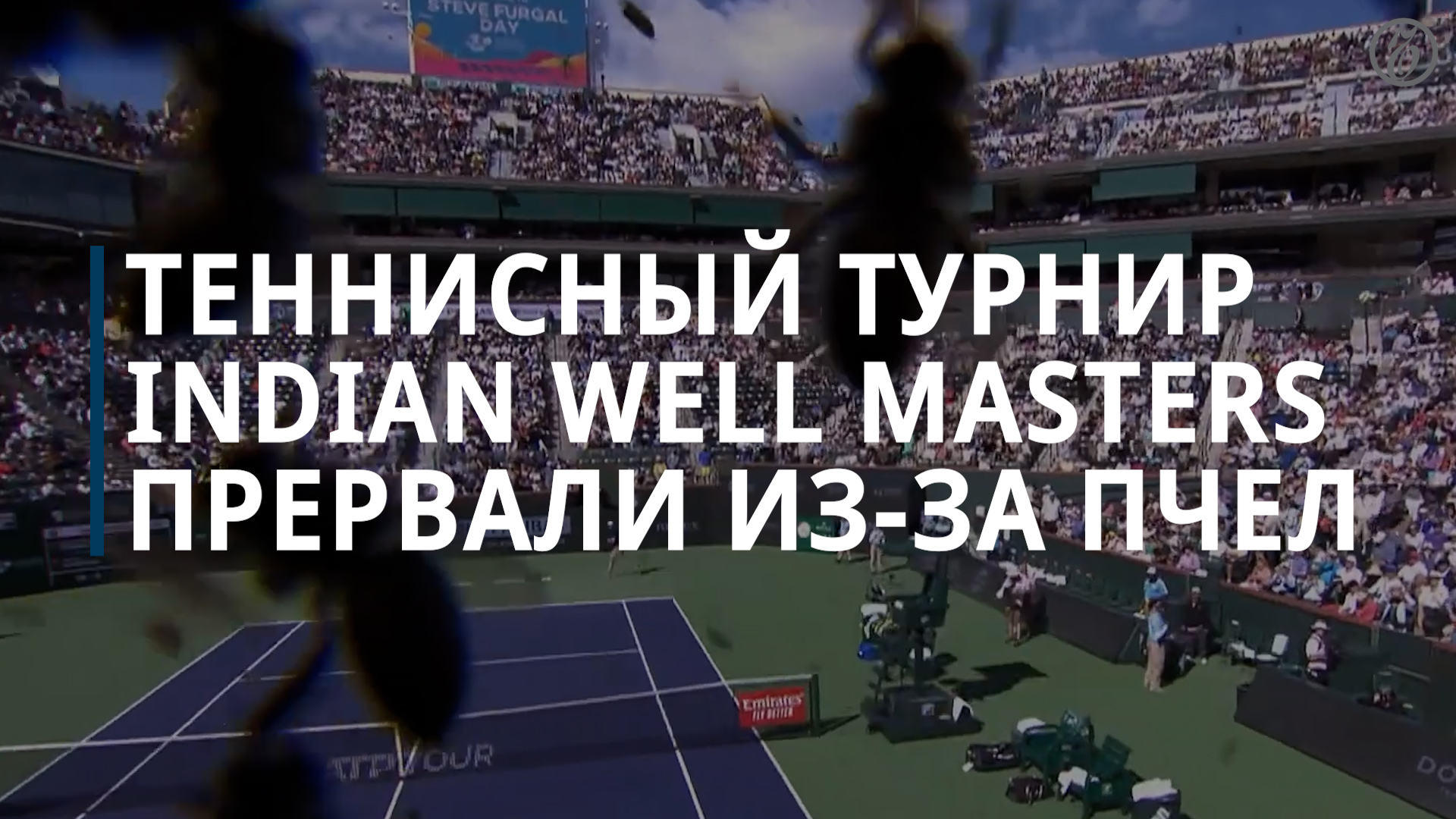 Теннисный турнир Indian Wells Masters прервали из-за нашествия пчел — Коммерсантъ