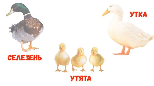 Домашние животные и их детеныши. Мамы, папы и малыши. смотреть онлайн