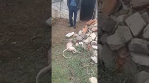 Дагестан село чабанмахи это уже пятый нападает на людей на собак даже на машины