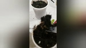 Пикировка гацании и шток розы и посадка.24.01.21.