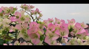 Bougainvillea - 'Imperial Thai Delight’  | 'Thai Delight’