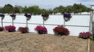 Цветение петунии в июне 2023/ обзор по сортам/цветение розы / цветение пионов/ цветение вейгелы