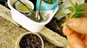 Метельчатые гортензии. Размножение зелеными черенками. / Propagation by green cuttings.