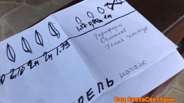 Хвойные.Календарь ОБРАБОТОК на весь сезон.Важные НЮАНСЫ.Эксперимент с ХВОЙНЫМИ.Ответы на вопросы.СА