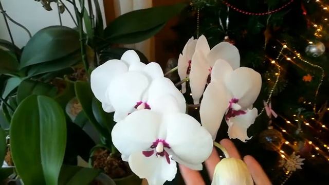 ОРХИДЕИ ДОМА! Орхидеи с названиями.  Биглипы, Phantom, Charmer, Cleopatra, Frontera Orchid / Орхиде