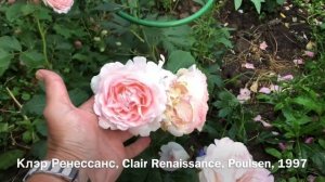 Красивые розы!?Красивые клумбы! Обзор роз и сада.