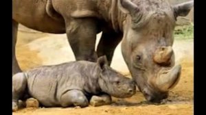 животные красной книги.