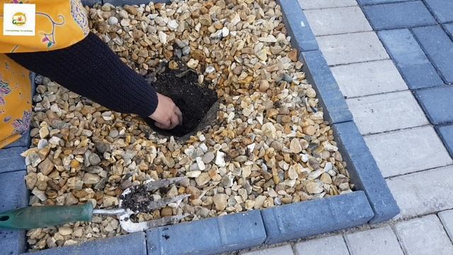 Planting Hydrangea Paniculata (Pink Diamond) in my front yard in & update on Hydrangea macrophylla смотреть онлайн