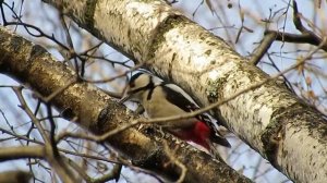 Большой пёстрый дятел пьёт берёзовый сок? (Dendrocopos major)