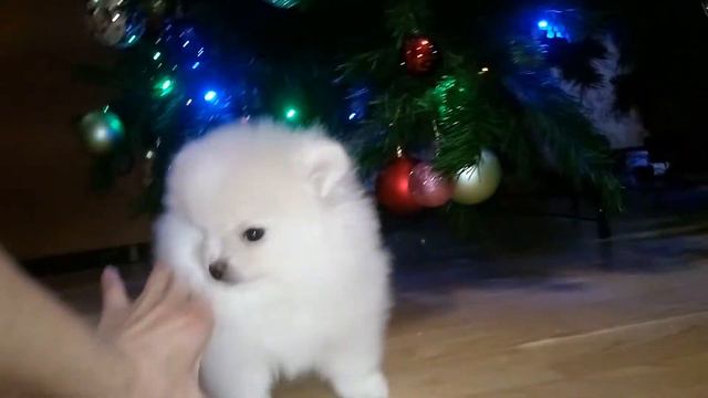 девочка шпица померанского
