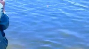Ловля белого амура на Мироновском водохранилище
