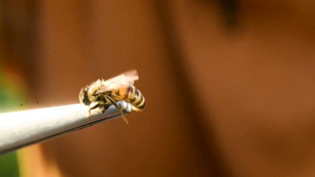 Пчелоужаливание. Нескучная жизнь.