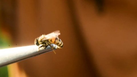 Пчелоужаливание. Нескучная жизнь.