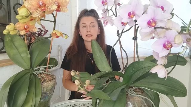 Ааа ❗ Орхидея СБРОСИЛА БУТОНЫ , ПОЧЕМУ ❓ ЧТО ДЕЛАТЬ ❓ смотреть онлайн