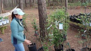 Perennial Shade Garden Tour | Gardening with Creekside