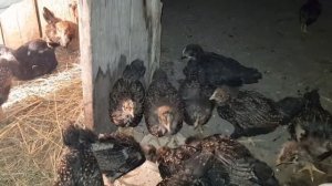 Понос у цыплят. Что я даю для профилактики.