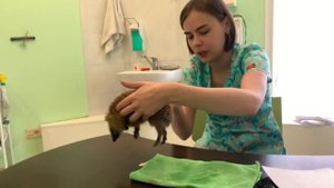 Первая помощь ежам. Ветеринарный осмотр ежей.  Помощь и спасение диких животных