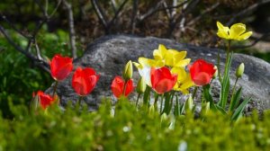 первые весенние цветы.