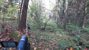 ХОДОВАЯ ОХОТА С КУРЦХААРОМ В ПОДМОСКОВНЫХ ЛЕСАХ