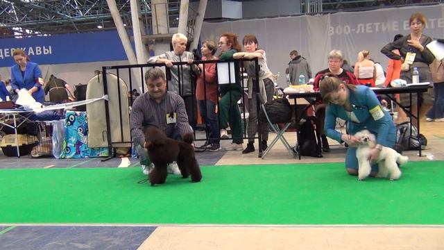 602 24.04.2022. Моно пуделей. Екатеринбург. БЭСТ бэби смотреть онлайн