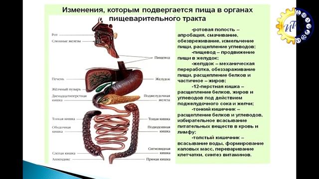 Функции пищеварительной системы у млекопитающих. Переваривание пищи. Стадии прохождения пищи по пищеварительной системе ящерицы. Продвижение пищи по пищеварительному тракту. Путешествие еды по пищеварительной системе.