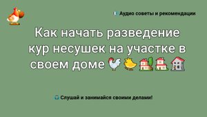 Как начать разведение кур на участке в своем доме