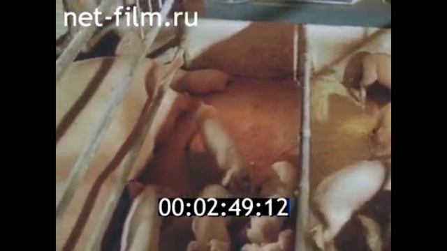 1987г. село Некрасовка. Дальневосточная птицефабрика. совхоз Некрасовский. Хабаровский край.
