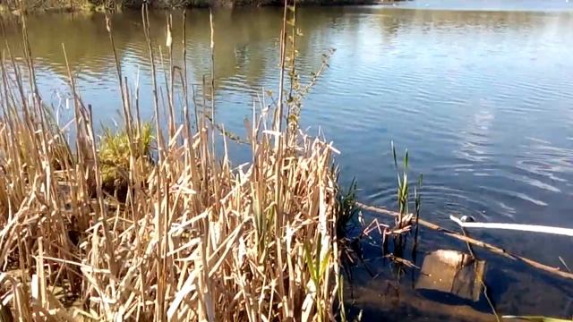 14.05.2017 Отбор проб Зоопланктона на Чёрном озере смотреть онлайн