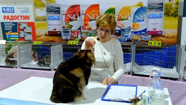 "Международная выставка кошек "Осенний вернисаж - 2023".