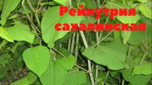 Рейнутрия сахалинская. Высокорослое  вечнозеленое растение.