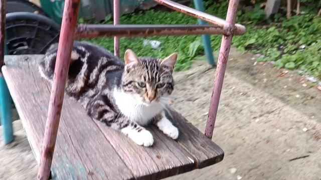 Наш котик Тёма 2023 г смотреть онлайн