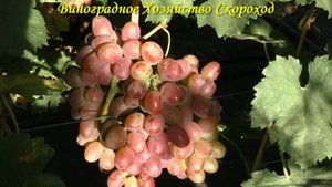 Виноград 2022. Аполлон Никополя