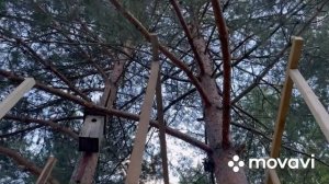 Как построить домик на дереве для детей своими руками.