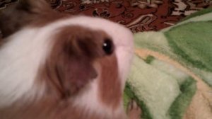 МОРСКАЯ СВИНКА   РУСЯ ВИБРИРУЕТ 1