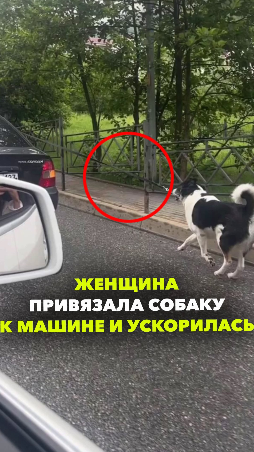 Женщина в Сочи привязала собаку к машине и тащила на скорости за собой