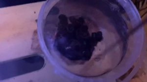 Кауластрея.