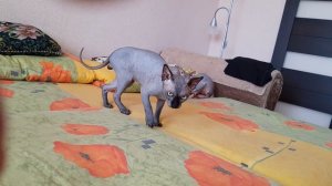 Игра СФИНКСОВ!!!