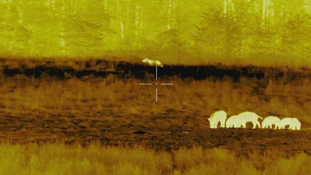 Кабаны круче медведя ! смотреть онлайн