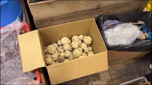 ШРИ-ЛАНКА, ЭЛЛА ЧАСТЬ 2