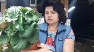 Бегонии ЭЛАТИОР. Размножаю, выращиваю и продаю!