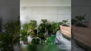 Черенкование, прищипка, формирование каланхое блоссфельда #каланхое #цветы #черенкование
